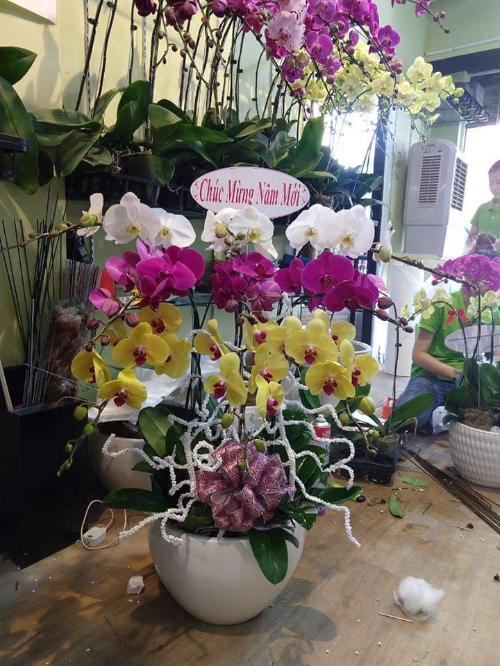 Chậu lan hồ điệp tết kết hợp 3 màu sắc chơi tết ý nghĩa